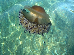 Cotylorhiza tuberculata