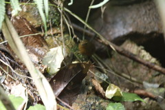Pnoepyga pusilla