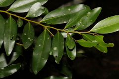 Diospyros australis