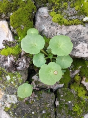 Umbilicus rupestris