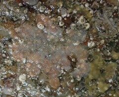 Schizomavella linearis