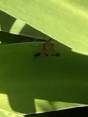 Ctenochares bicolorus