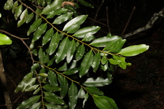 Diospyros australis