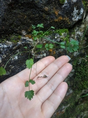 Pimpinella tragium