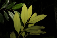 Diospyros australis
