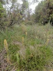 Orchis anthropophora