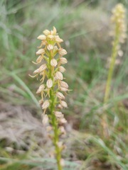 Orchis anthropophora