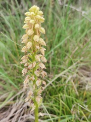 Orchis anthropophora