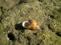 Phasianella ventricosa