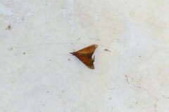 Pyraustinae