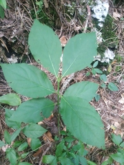 Euonymus latifolius