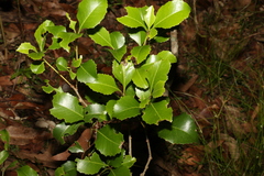 Auranticarpa rhombifolia