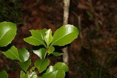 Auranticarpa rhombifolia