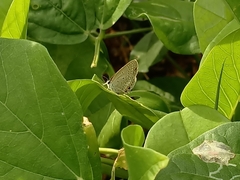 Euchrysops cnejus cnejus