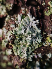 Physcia tenella