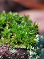 Orthotrichum diaphanum