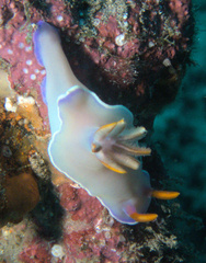 Hypselodoris iba