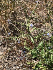 Cynoglossum australe