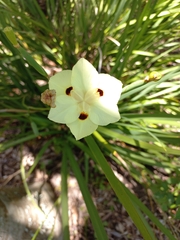 Dietes bicolor