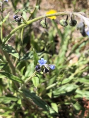 Cynoglossum australe
