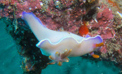 Hypselodoris iba