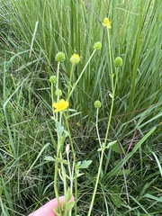 Ranunculus multifidus image