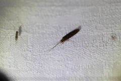 Hydrobiosidae