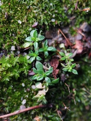 Arenaria serpyllifolia