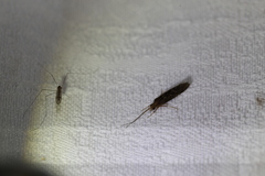 Hydrobiosidae