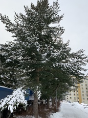 Pinus peuce