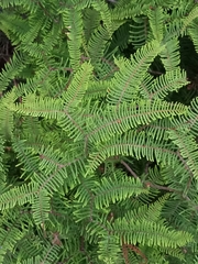 Gleichenia