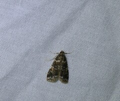 Elophila responsalis