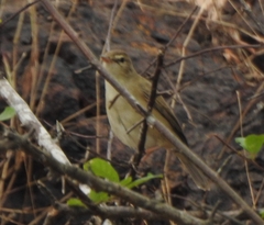 Iduna caligata