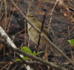 Iduna caligata