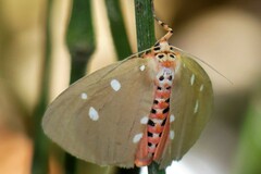 Tinolius eburneigutta