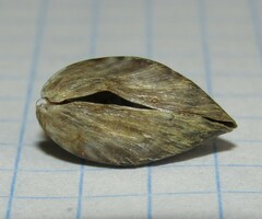 Dreissena polymorpha