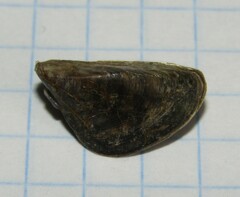 Dreissena polymorpha