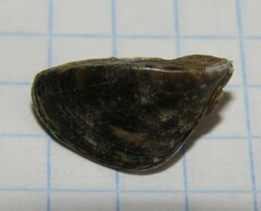 Dreissena polymorpha