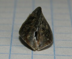 Dreissena polymorpha