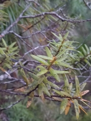 Podocarpus
