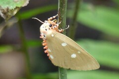 Tinolius eburneigutta