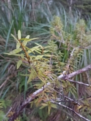 Podocarpus