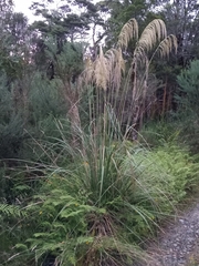 Austroderia richardii