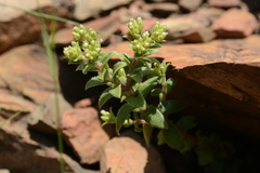 Crassula setulosa
