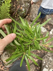 Orites diversifolius