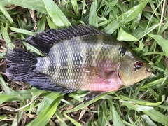 Amphilophus trimaculatus