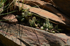 Adromischus umbraticola