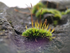 Tortula muralis muralis