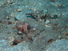 Eurypegasus draconis