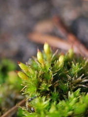 Orthotrichum anomalum
